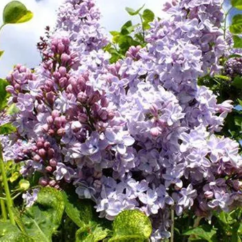 Sazenice KEŘOVÝ ŠEŘÍK ´AUCUBAEFOLIA´ KONT. 2L