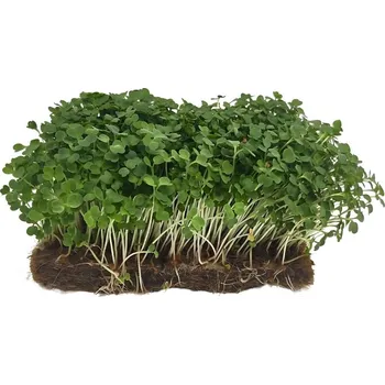Semeno Hortus Pěstebna Rukola na microgreens, 100 g