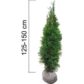 Sazenice Túje západní 'SMARAGD' 125-150cm, bal