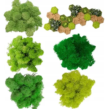 Obraz STABILIZOVANÝ ISLANDSKÝ MECH CHROBOTEK SVĚTLE ZELENÝ PŘÍRODNÍ DEKORAČNÍ