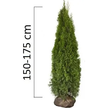 Sazenice Túje západní 'SMARAGD' 150-175cm BAL