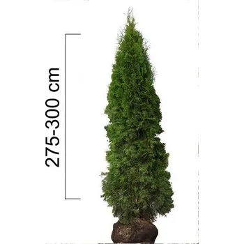 Sazenice Túje západní 'SMARAGD' 275-300cm, BAL