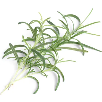 Pěstitelství Veritable, Kapsle se semínky Lingot základní bylinky rozmarýn - Formadore