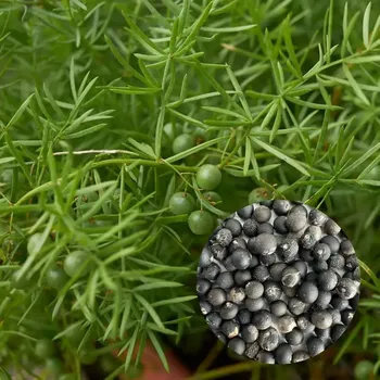 Semeno Semena Asparagus densiflorus Mazeppa 5 ks