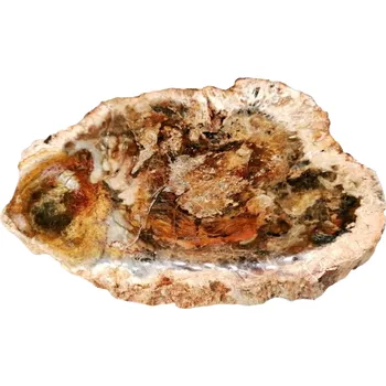 Přírodní kámen Zkamenělé dřevo exkluzivní plátek leštěný 161 g