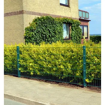 Sazenice Ptačí zob vejčitolistý 'AUREUM´ 60-70 cm, kont. 1 l