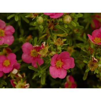 Sazenice Mochna křovitá Bellissima 'Hachliss' Balení: kontejner p9