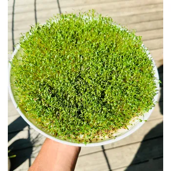 Semeno Řeřicha setá - Velkolistá 12 g