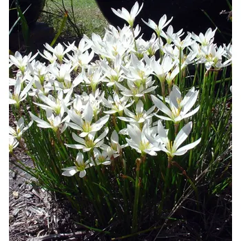 Cibulovina Zephyranthes candida, kont. 0,5 l