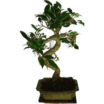 Sazenice Ficus retusa - fíkovník - bonsai 280