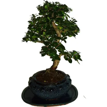 Sazenice Pokojová bonsaj Carmona microphylla - čaj fuki 265