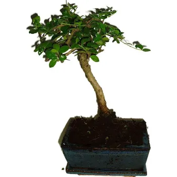 Sazenice Pokojová bonsaj Carmona microphylla - čaj fuki 272