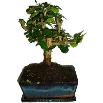 Sazenice Pokojová bonsaj Carmona microphylla - čaj fuki 277