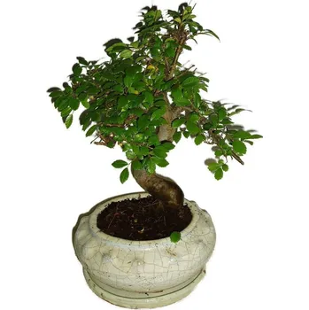 Sazenice Zelkova 264 - pokojové bonsaje