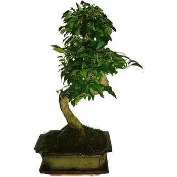 Sazenice Ligustrum chinensis ptačí zob 281