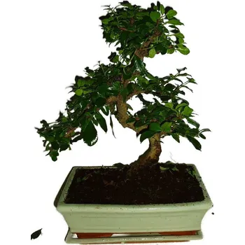 Sazenice Pokojová bonsaj Carmona microphylla - čaj fuki 293