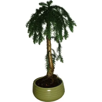 Sazenice Araucaria Heterophylla - Blahočet ztepilý 268