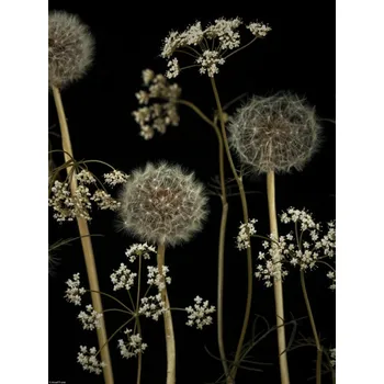 Obraz Plakát Květiny luční 2 bez rámu 30 x 40 cm