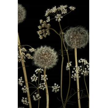 Obraz Plakát Květiny luční 2 bez rámu 20 x 30 cm