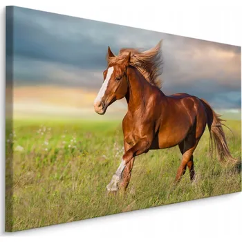 Obraz Obraz do ložnice kůň zeleň tráva mraky 70x50