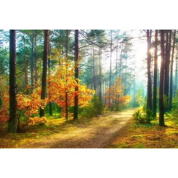 Obraz Obraz Na Plátně Sluneční paprsky v lese 3D 30x20