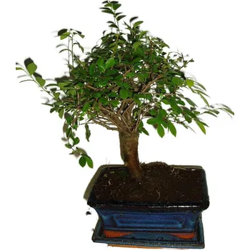 Sazenice Zelkova 276 - pokojové bonsaje