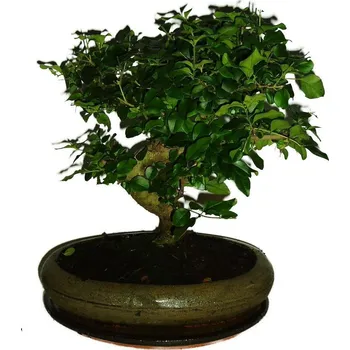 Sazenice Ligustrum chinensis ptačí zob 297
