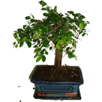 Sazenice Zelkova 275 - pokojové bonsaje