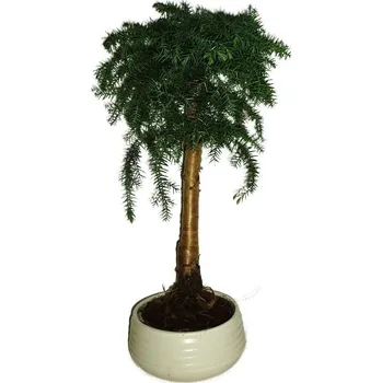 Sazenice Araucaria Heterophylla - Blahočet ztepilý 266