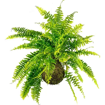 Gardners Kokedama Nephrolepis Mix (L) - Zachraň Kytku Ledviník