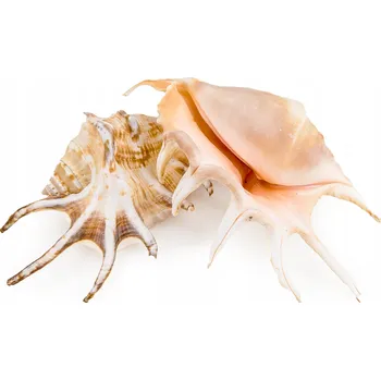 Dekorace do akvária Škeble Lambis Chiragra Dekorace do Akvária 10cm II. JAKOST