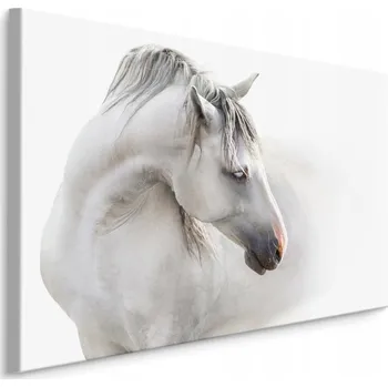 Obraz Obraz do jídelny bílý kůň mlha zvíře 3D 30x20