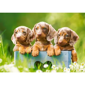Puzzle PUZZLE 500 CUTE DACHSHUNDS CASTOR , CASTORLAND