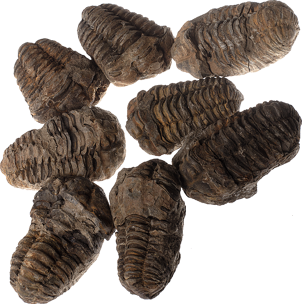 Trilobit, fosilie, 10 ks
