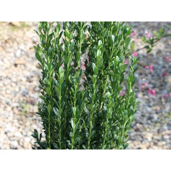 Sazenice Cesmína vroubkovaná 'Fastigiata' Balení: kontejner p9