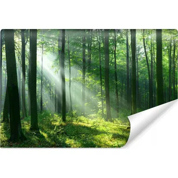 Fototapeta Fototapeta na zeď do jídelny Sluneční paprsky LES Příroda Krajina 180x120