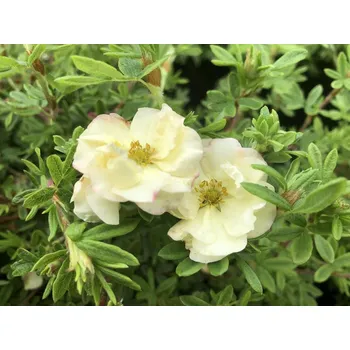 Sazenice Mochna křovitá Double Punch® Cream 'Mincrero01' Balení: kontejner p9