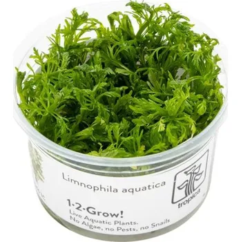Akvaristika Tropica Limnophila aquatica (1-2-Grow!)
