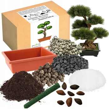 SADA PRO PĚSTOVÁNÍ BONSAJE BOROVICE ČERNÁ JAPONSKÁ DLOUHOVĚKÁ OKRASNÁ ROSTLINA