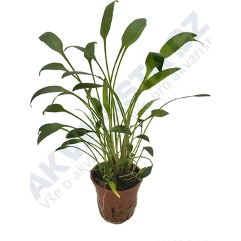 Akvarijní rostlina Tropica Cryptocoryne x willisii (košíček)