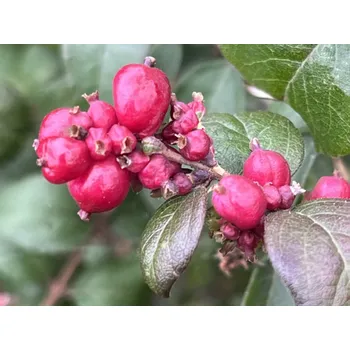 Sazenice Pámelník Doorenbosův 'Magical Winterberry'® Balení: kontejner p9