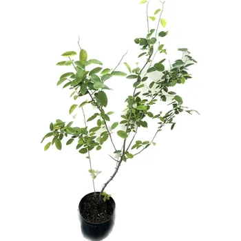 Sazenice Muchovník lamarckův, výška 100-120cm, kontejner