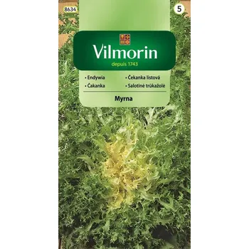 Semeno ŠTĚRBÁK - ENDIVIE - ČEKANKA LISTOVÁ - MYRNA / Cichorium endivia