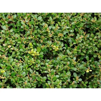 Sazenice Cesmína vroubkovaná 'Stokes' Balení: kontejner p9