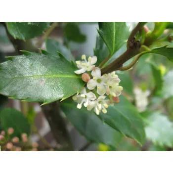 Sazenice Cesmína Meserveova 'Blue Prince' kontejner p9