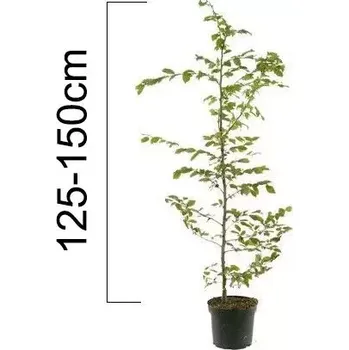 Sazenice Habr obecný 125-150 cm, (kontejner)