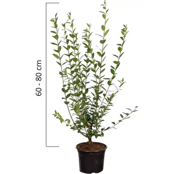 Sazenice Ptačí zob obecný 'ATROVIRENS' 60-80 cm (kontejner)