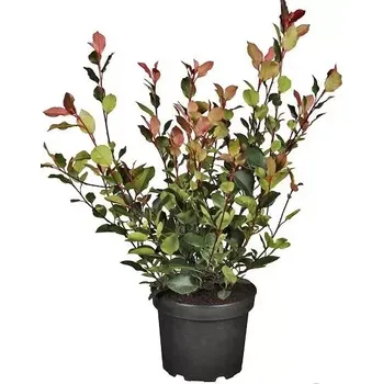 Sazenice Blýskavka Fraserova ´Little Red Robin´ 10-15cm, (kontejner)