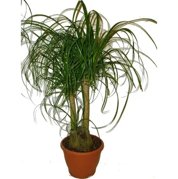 Sazenice Nolina - Sloní noha speciální - 90 cm