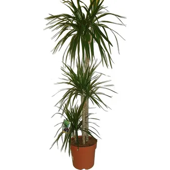Sazenice Dracaena 3 kmeny 120 cm